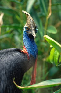 David Fleay Wildlife Park