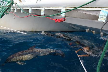 Dolphin Swim Australia - Find Attractions 1