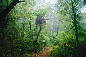 Lamington National Park And OReillys - Find Attractions 0