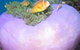 Silver Swift - thumb 1