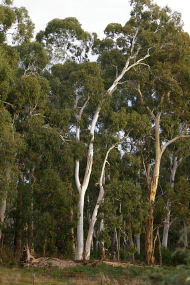 Heysen - The Cedars - Find Attractions 2