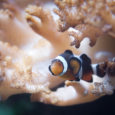 Melbourne Aquarium - Find Attractions 2