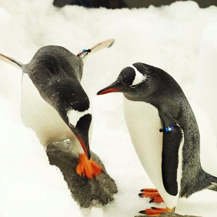 Melbourne Aquarium - Find Attractions 3