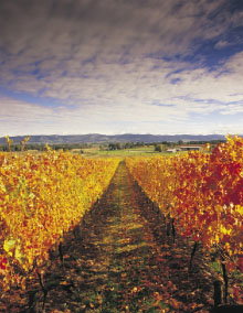 South Melbourne VIC Find Attractions
