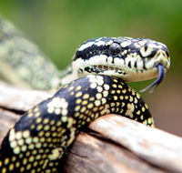 Reptile Encounters - Find Attractions