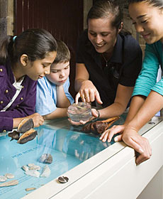 The Rocks Discovery Museum - Find Attractions 3
