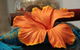 Annasha Day Spa Retreat - thumb 5