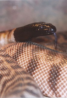 Armadale Reptile & Wildlife Centre - Find Attractions 4