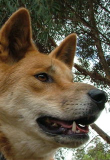Armadale Reptile & Wildlife Centre - Find Attractions 5