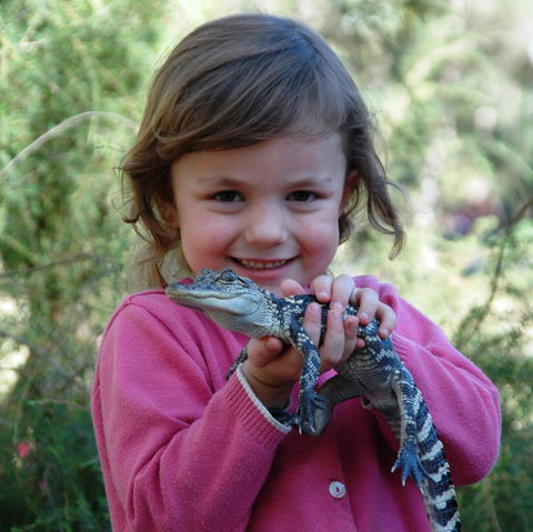 Australian Reptile Park - Find Attractions 2