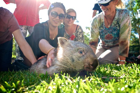 Australian Reptile Park - Find Attractions 10