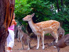 Birdland Animal Park - Find Attractions 4