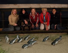 Phillip Island Penguin Parade - Find Attractions 4