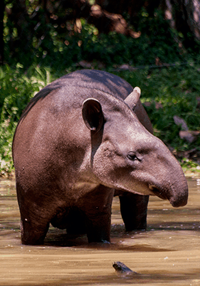 Alma Park Zoo - Find Attractions 4