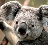 Potoroo Palace - Find Attractions