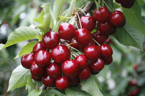 Blue Hills Berries & Cherries - Find Attractions 2