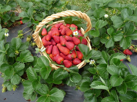 Blue Hills Berries & Cherries - Find Attractions 3