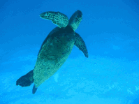 Book Redcliffe Accommodation Vacations Find Attractions Find Attractions
