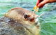 Aquascene Fish Feeding Sanctuary - thumb 1