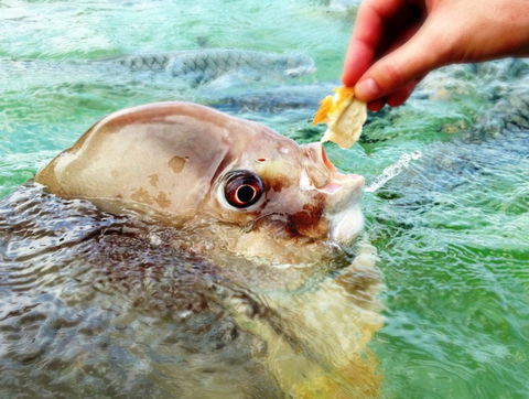 Aquascene Fish Feeding Sanctuary - Find Attractions 1