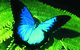 Australian Butterfly Sanctuary - thumb 0