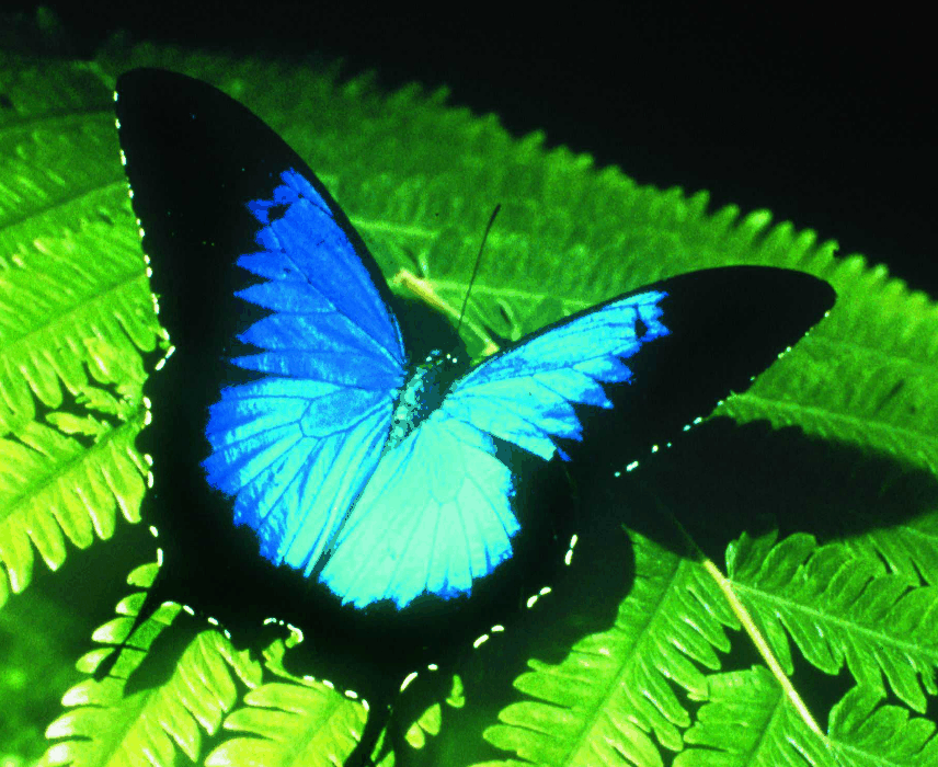 Australian Butterfly Sanctuary - Find Attractions