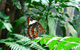 Australian Butterfly Sanctuary - thumb 1