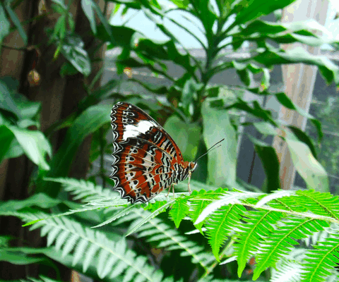Australian Butterfly Sanctuary - Find Attractions 1