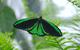 Australian Butterfly Sanctuary - thumb 2