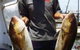 True Blue Fishing Charters - thumb 5