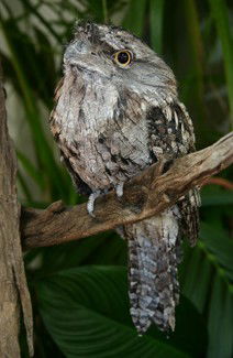 Currumbin Wildlife Sanctuary - Find Attractions 2