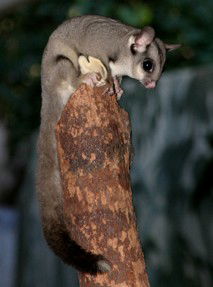 Currumbin Wildlife Sanctuary - Find Attractions 3