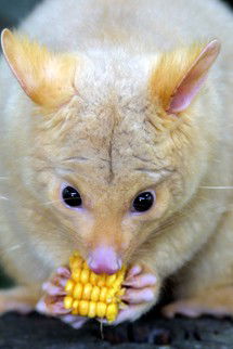Currumbin Wildlife Sanctuary - Find Attractions 4
