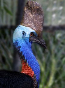 Currumbin Wildlife Sanctuary - Find Attractions 8
