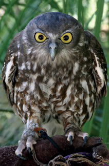 Currumbin Wildlife Sanctuary - Find Attractions 9