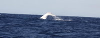 Australian Whale Watching
