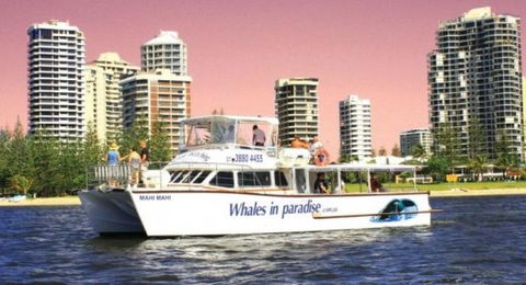 Australian Whale Watching - Find Attractions 8