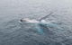 Australian Whale Watching - thumb 10