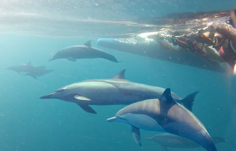 Dolphin Swim Australia - Find Attractions 5