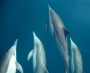 Dolphin Swim Australia - Find Attractions 6