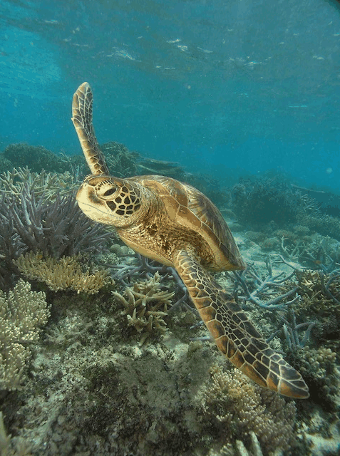 Big Cat Green Island Reef Cruises - Find Attractions 2