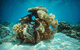 Big Cat Green Island Reef Cruises - thumb 3