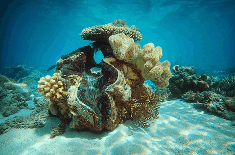 Big Cat Green Island Reef Cruises - Find Attractions 3