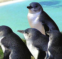 Rockingham Wild Encounters - Find Attractions