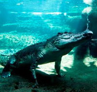 WILD LIFE Sydney Zoo - Find Attractions