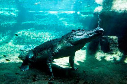 WILD LIFE Sydney Zoo - Find Attractions 0