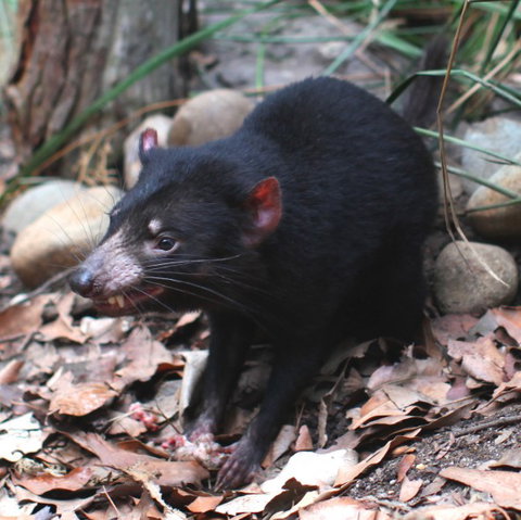 WILD LIFE Sydney Zoo - Find Attractions 5