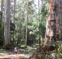 Warren River Loop Walk - Find Attractions