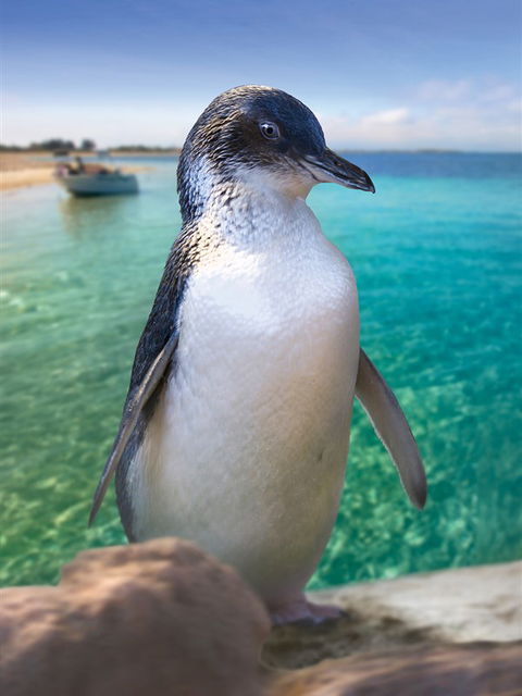 Penguin Island - Find Attractions 0