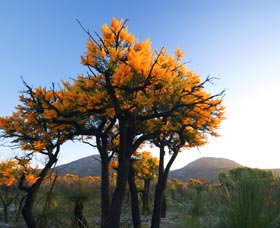 Cape Le Grand National Park - Find Attractions 0